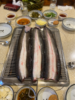 유동민물장어 2