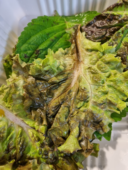 Gajang matitneun jokbal (가장 맛있는 족발) 2