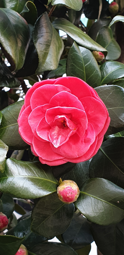 Gayasaengori (가야생오리) 1