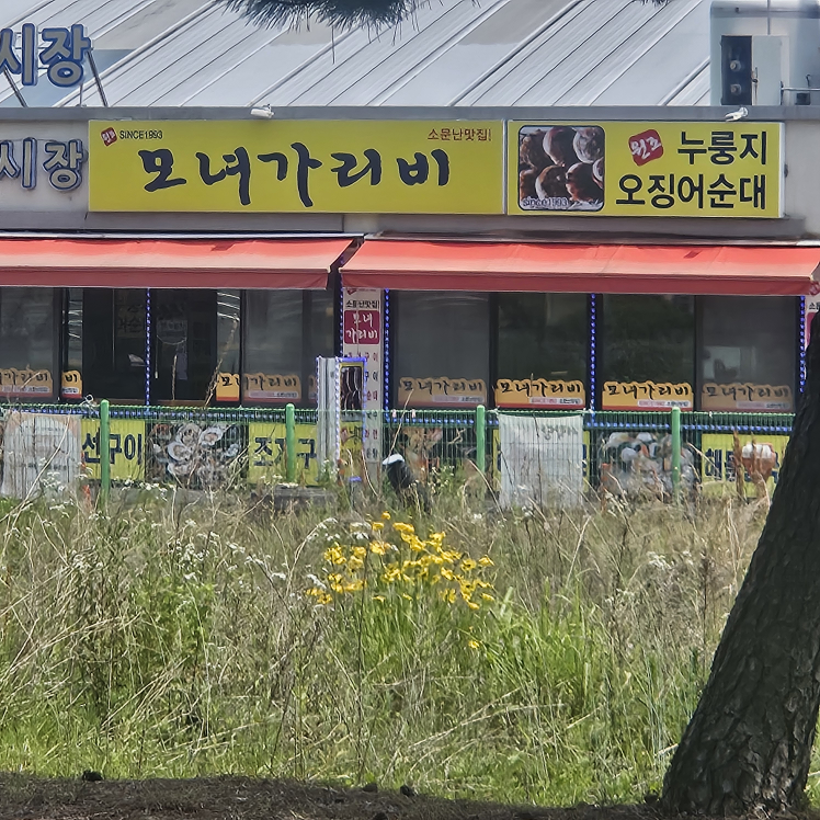 모녀가리비 3
