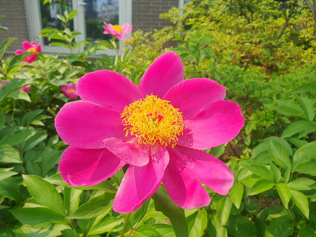 Banyadolsotbap (반야돌솥밥) 1