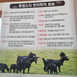 감악산흑염소 6