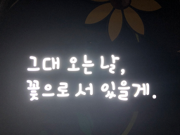 수색바라기 사진 3