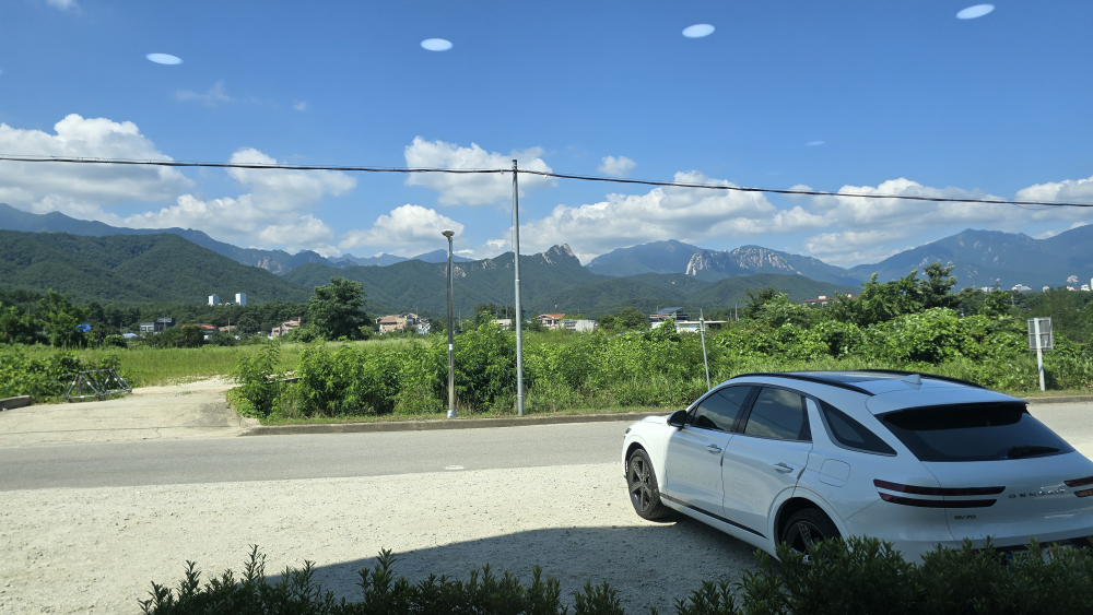 명자나무 2