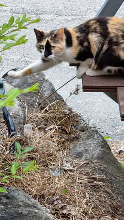 Guamsondubu 4