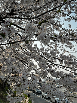 Borimhanu (보림한우) 1