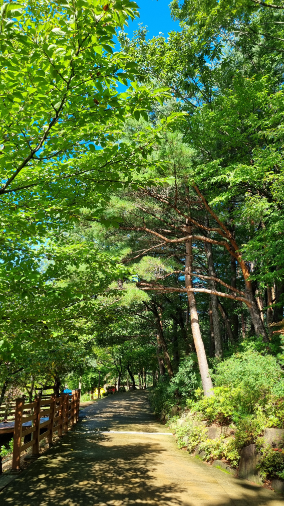 설악산자생식물원 11