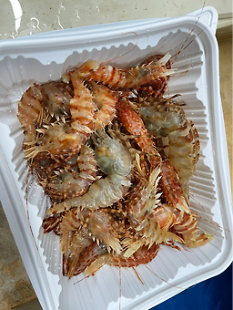 Ulreungsaeu (울릉새우) 3