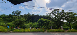 송추밤나무 5