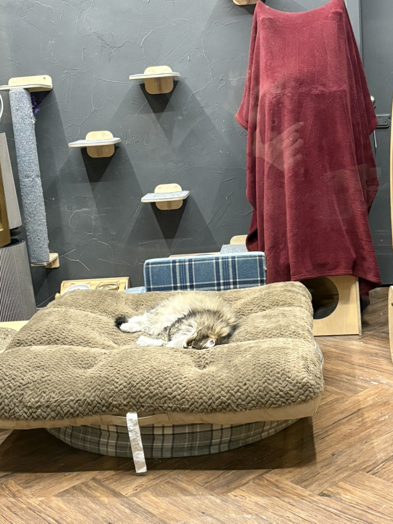바밤바 사진 3