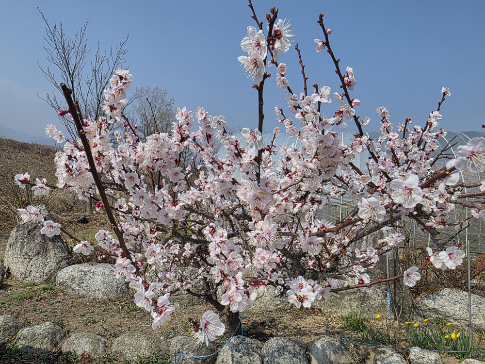 옛날할머니순두부 8