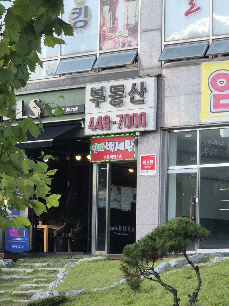 양파백세탕 1