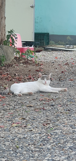 대내실식당 3
