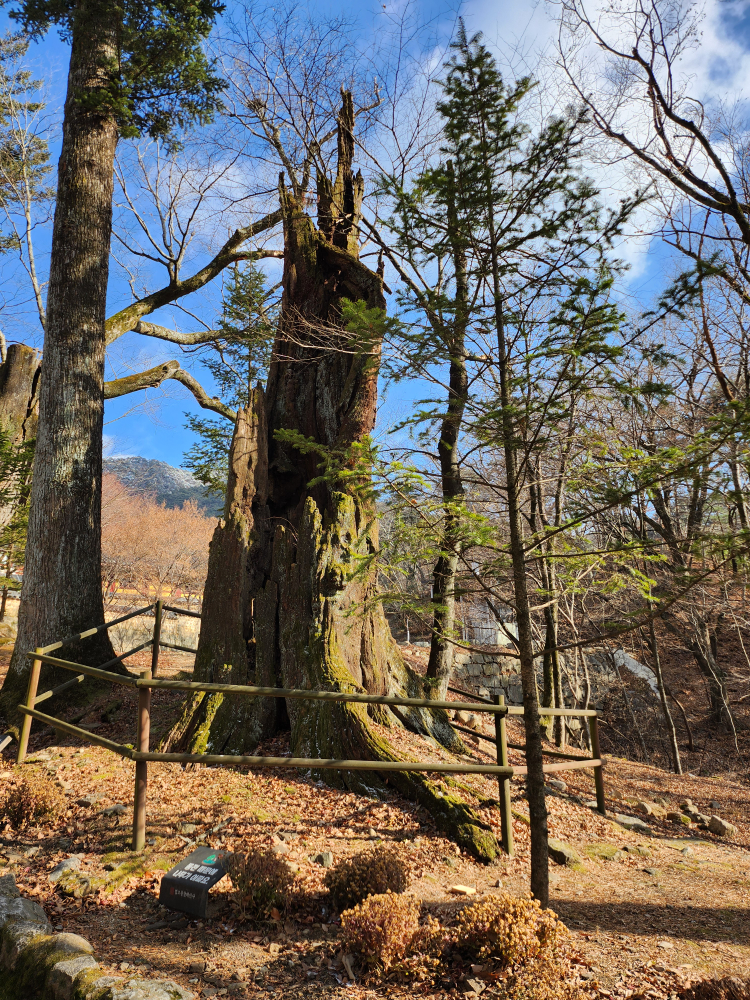 Hapcheonkkaseudong (합천까스동) 2