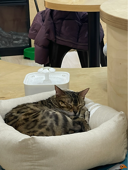 스카이켓 캣 카페