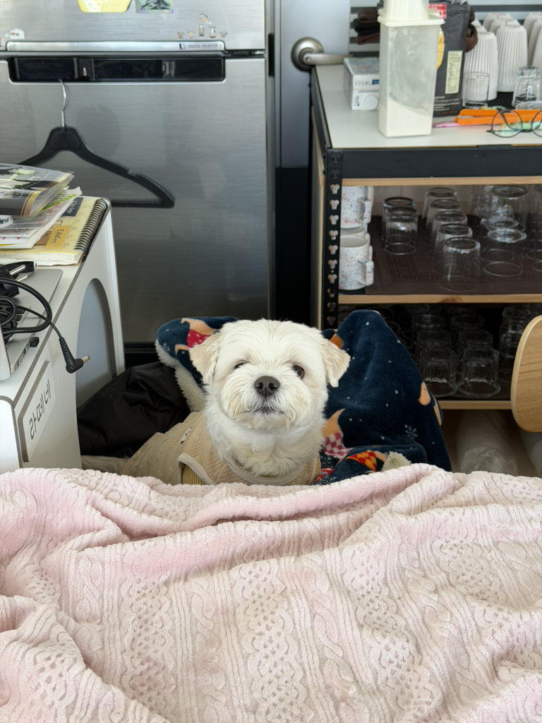 어뉴비긴