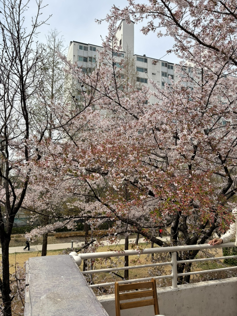 연남동벚꽃집 사진 7