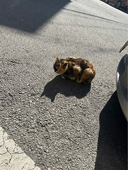 비전교동짬뽕 1