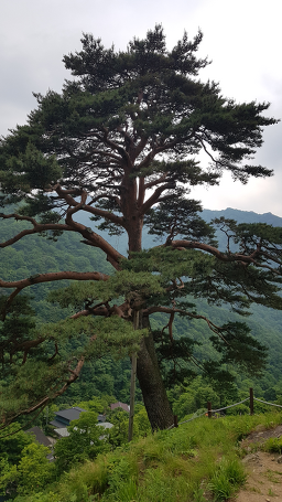 천년송가든 1