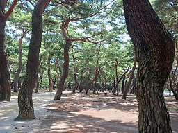 Myeongseongkongguksu (명성콩국수) 1