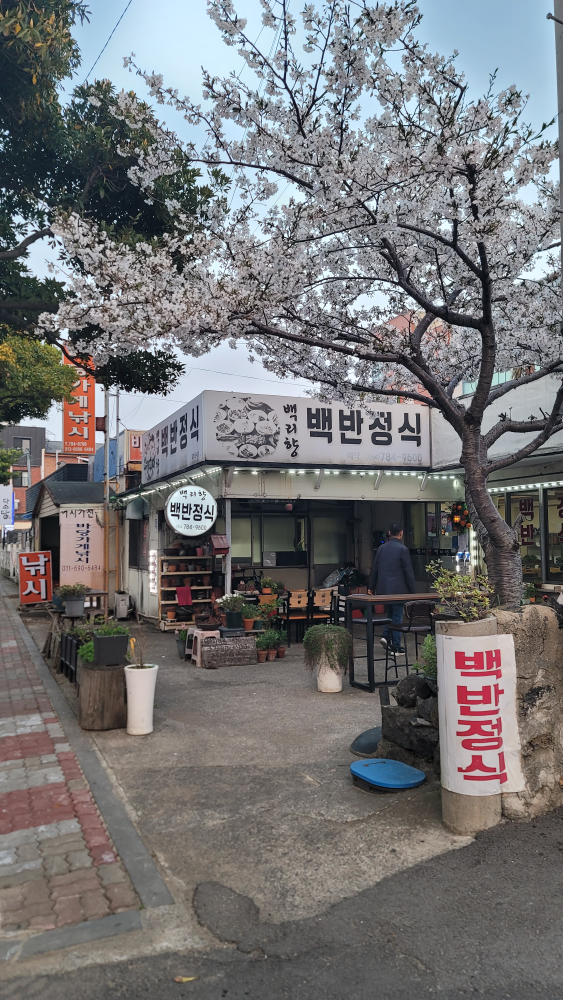 백리향 사진 4