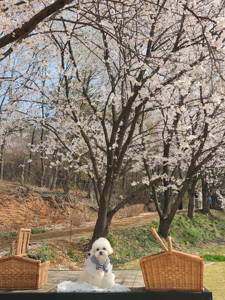 카페피어라 4