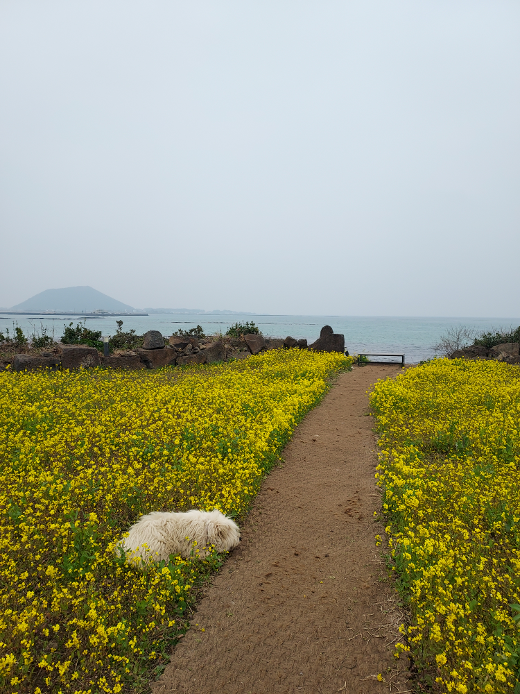 성산봄죽칼국수 성산점 사진 6