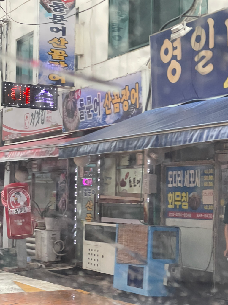 통영돌문어 1