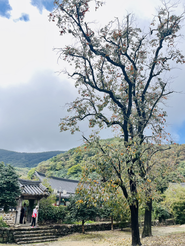 Bongajangeo (본가장어) 2