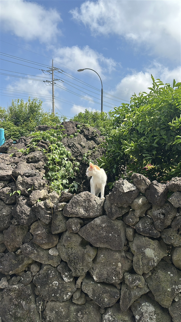 한라당몰국수 사진 2