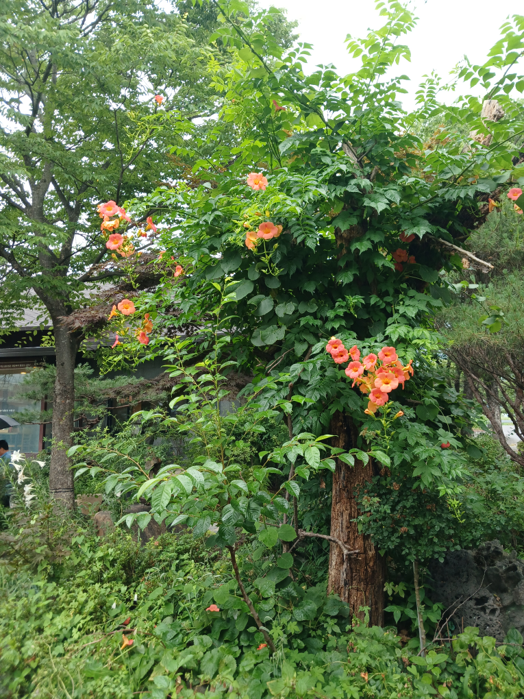 곤지곤지 1