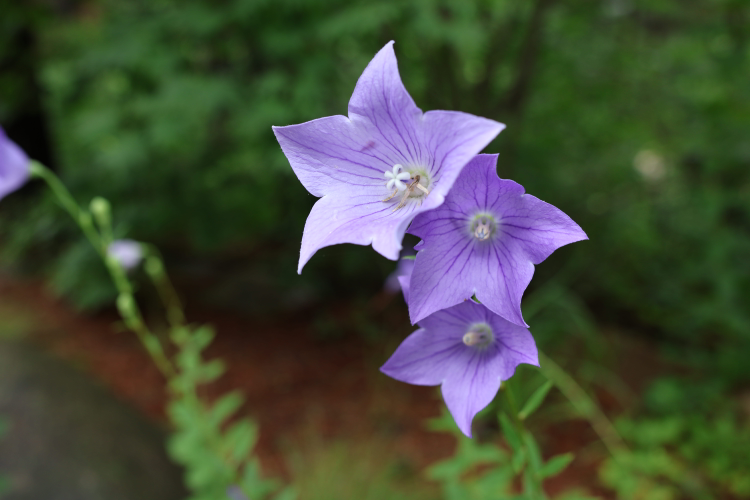 설악산자생식물원