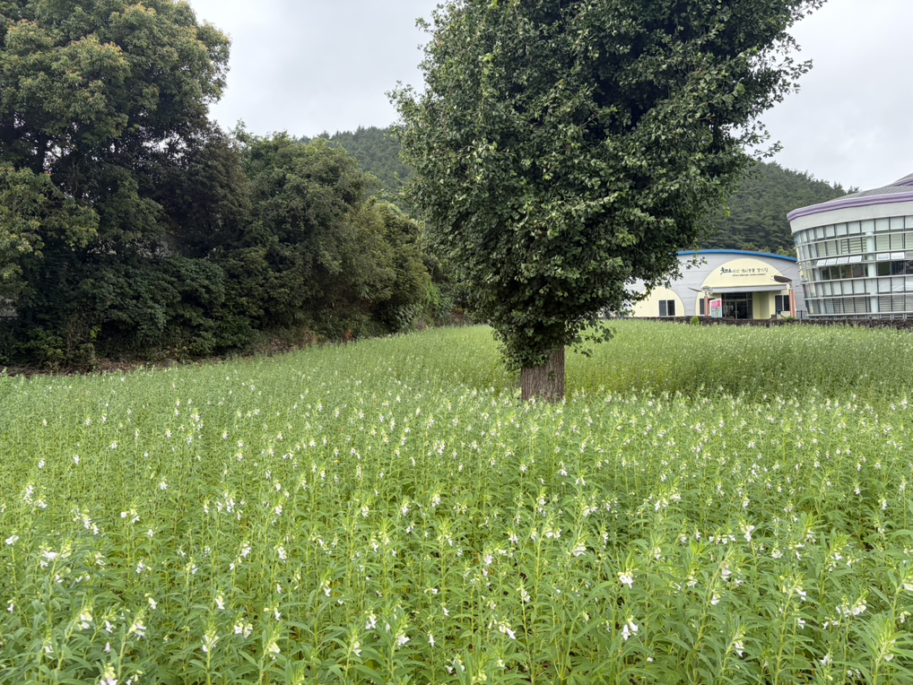 산세라