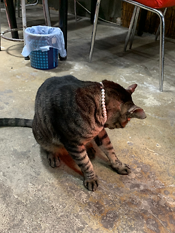 복돼지외 1 5
