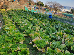 낙동청둥오리 3