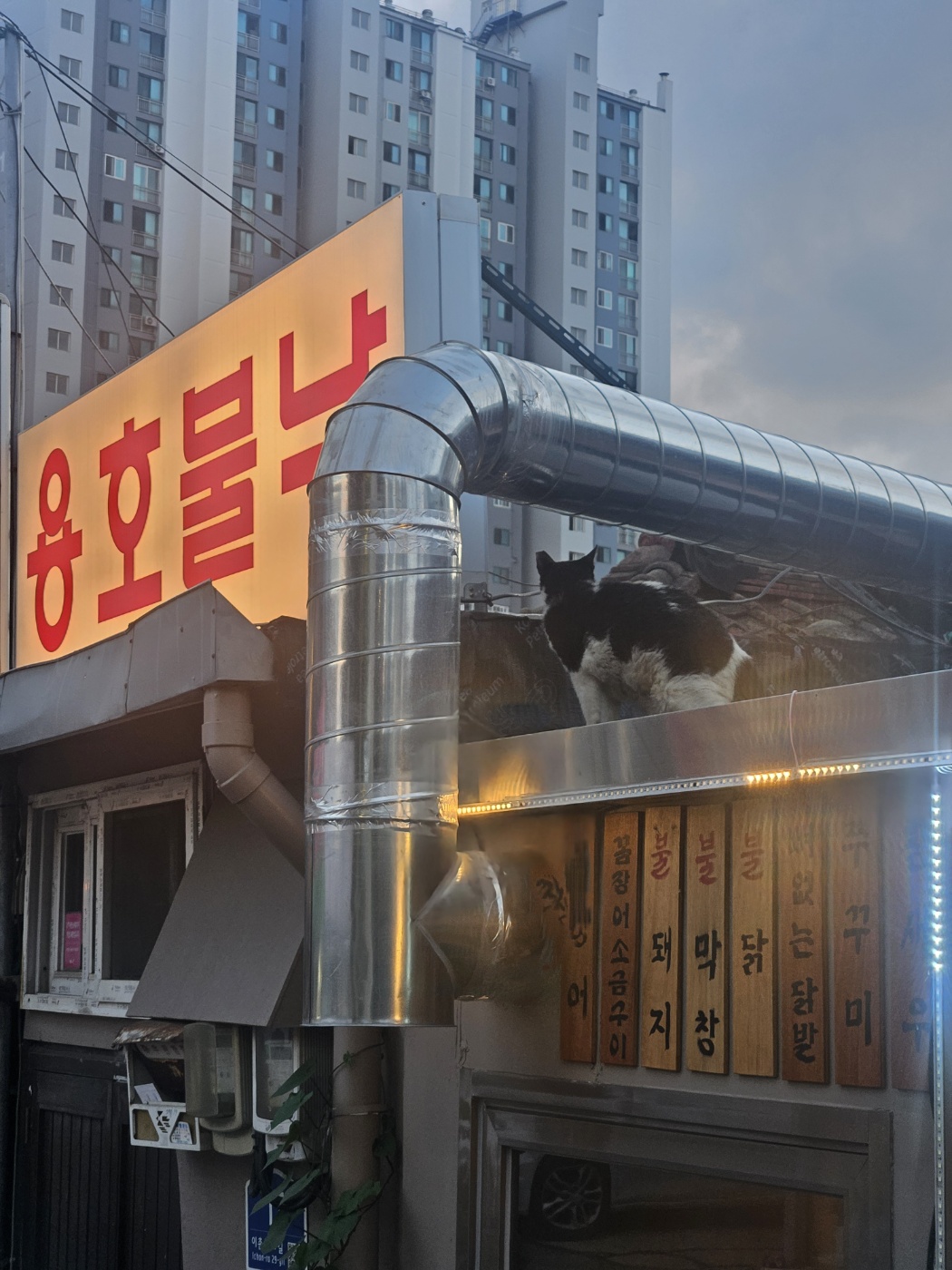 용호불낙 사진 3
