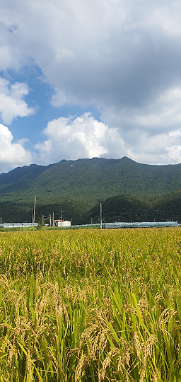 Dongilminmulsikdang (동일민물식당) 3