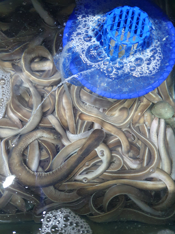 부산꼼장어 1