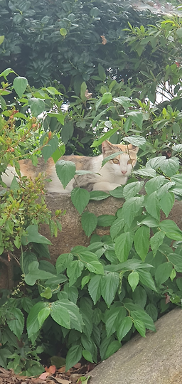 대내실식당 5