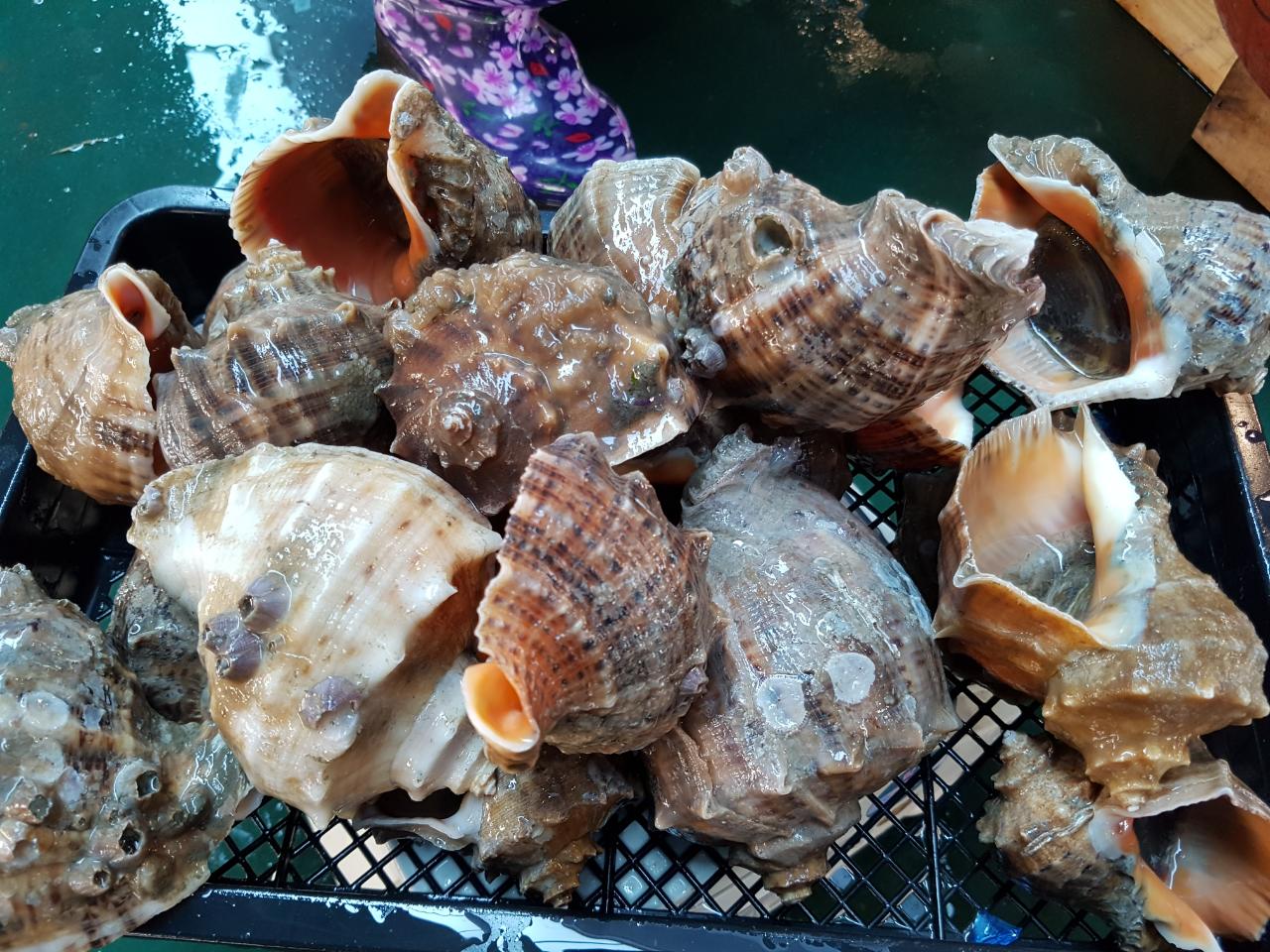 Tongyeong (통영) 3