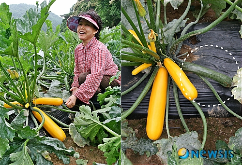 [클릭]푸른 호박밭에 웬 '황금 호박'
