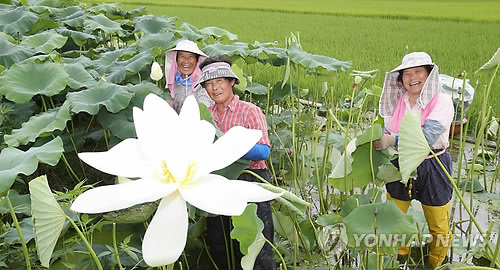 연밥 재료 '함양 연잎' 채취