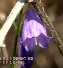 인삼과도 어깨 겨룰만큼 효능 좋은 '잔대'란?..'잔대' 효능에 네티즌들 관심 'UP'