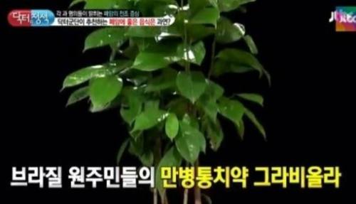 그라비올라 이렇게 활용하세요..'효과↑' 그라비올라 이렇게 활용하세요..'효과↑'