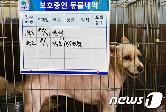 한 유기동물보호소에서 새 주인을 기다리고 있는 유기견의 모습.  (자료사진)© News1