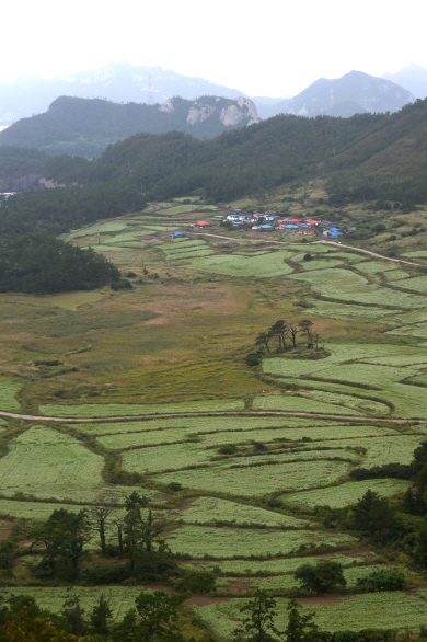 전남 진도군 관매도의 관매마을에 딸린 거대한 메밀밭. 고단했던 시절에 고구마를 재배하던 산자락의 다랑밭에 온통 메밀이 심어져 지금 꽃으로 출렁이고 있다. 메밀꽃은 이제 절정으로 치닫고 있지만, 그걸 보러 오는 사람이 드물어 아쉬웠다.