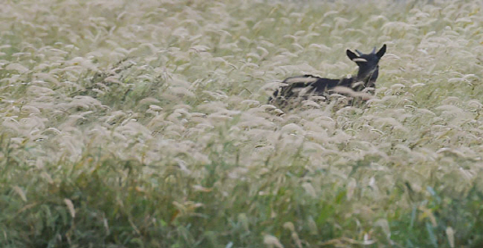 관매마을 습지의 풀숲에서 만난 순한 염소.