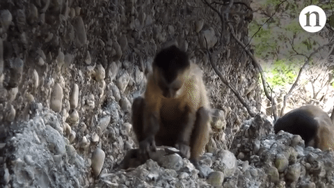 카푸친원숭이가 단단한 돌로 다른 돌을 깨서 돌도끼를 만들고 있다. [사진 유튜브 캡처]