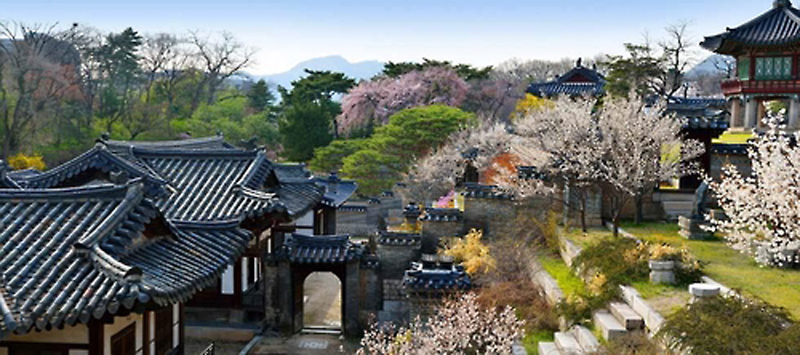 "봄꽃 보러 궁궐 가요"..창덕궁 낙선재 매화 23일 개화