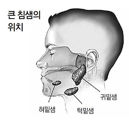 음식 먹을 때 침샘 붓거나 구강-턱 아래에 통증 있다면..